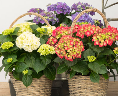 sense of seasons assortiment