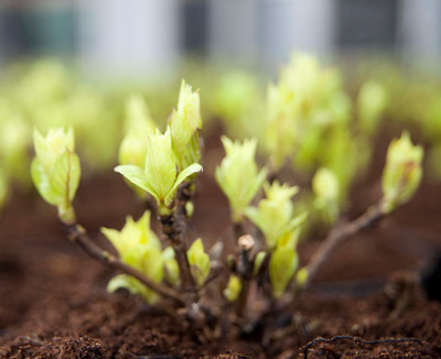 sense of seasons film