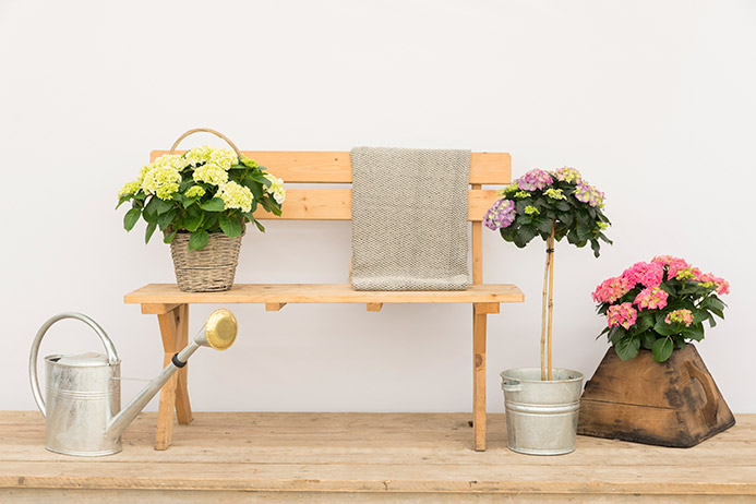 sense of seasons Tuinhortensia